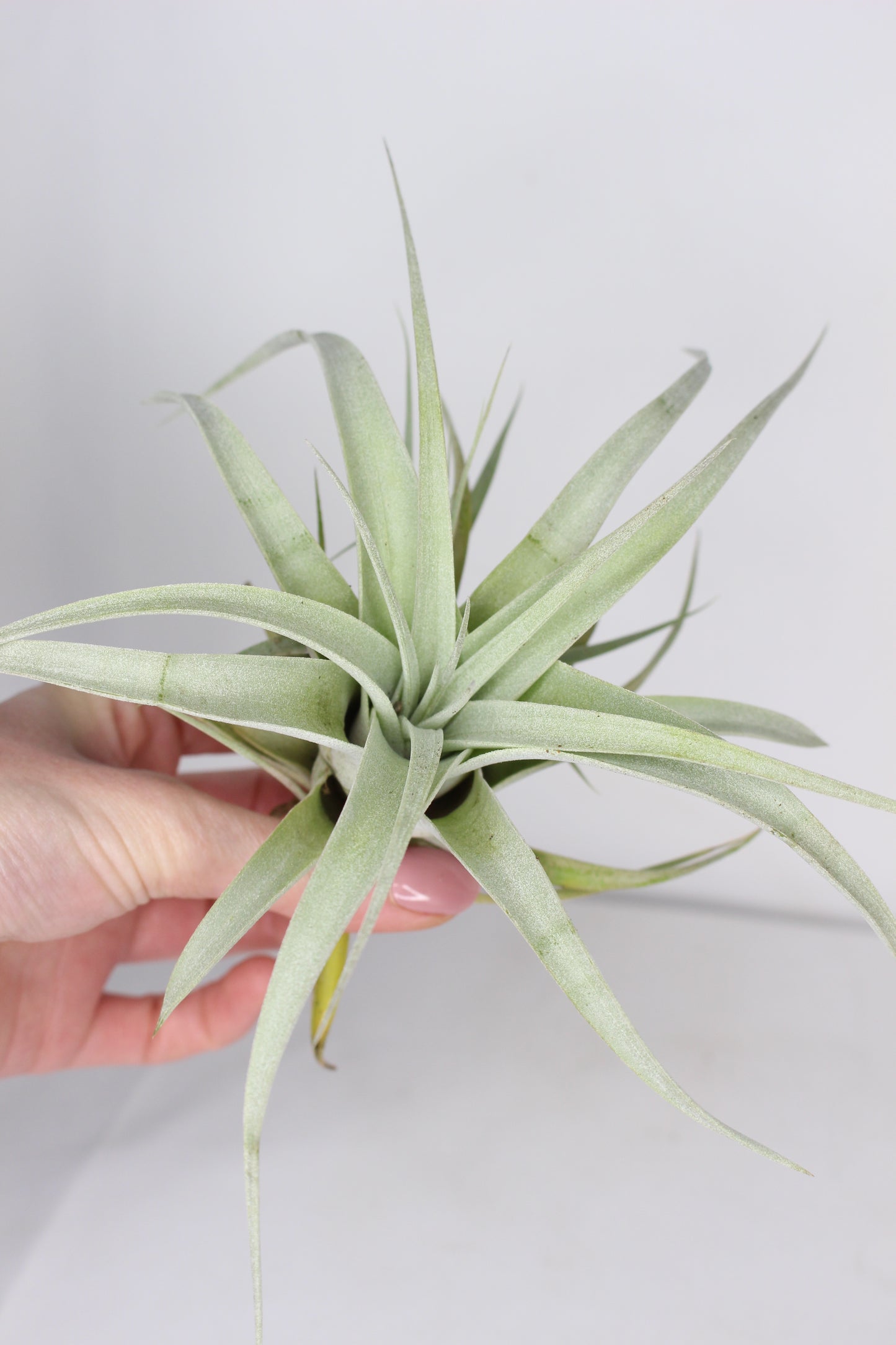 Tillandsia Xerographica L