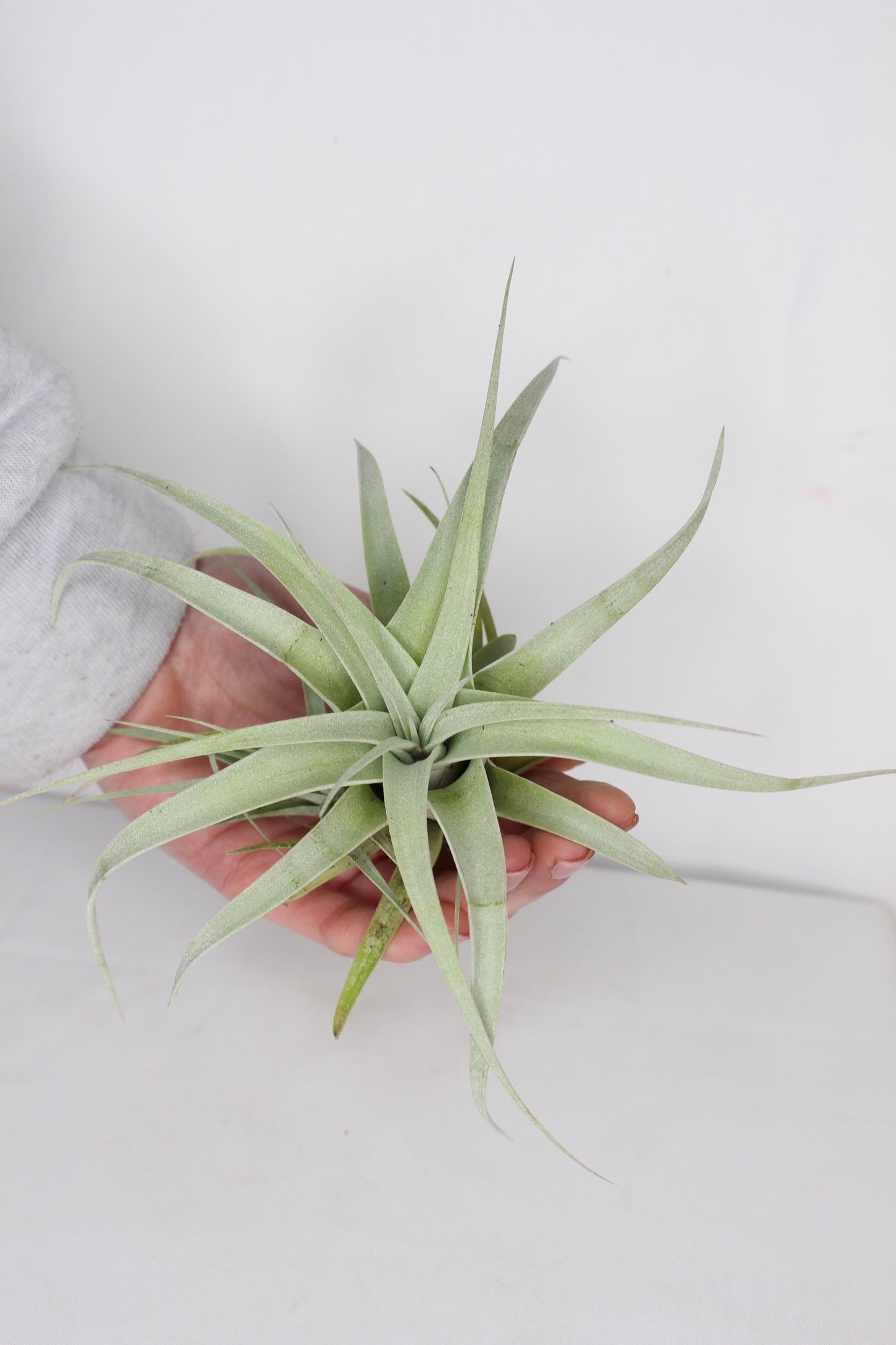 Tillandsia Xerographica L