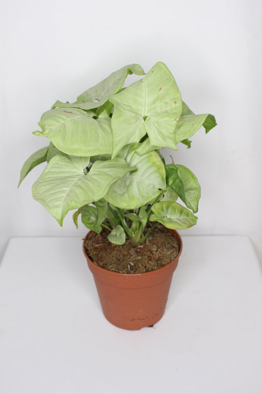 Syngonium Milk Confetti