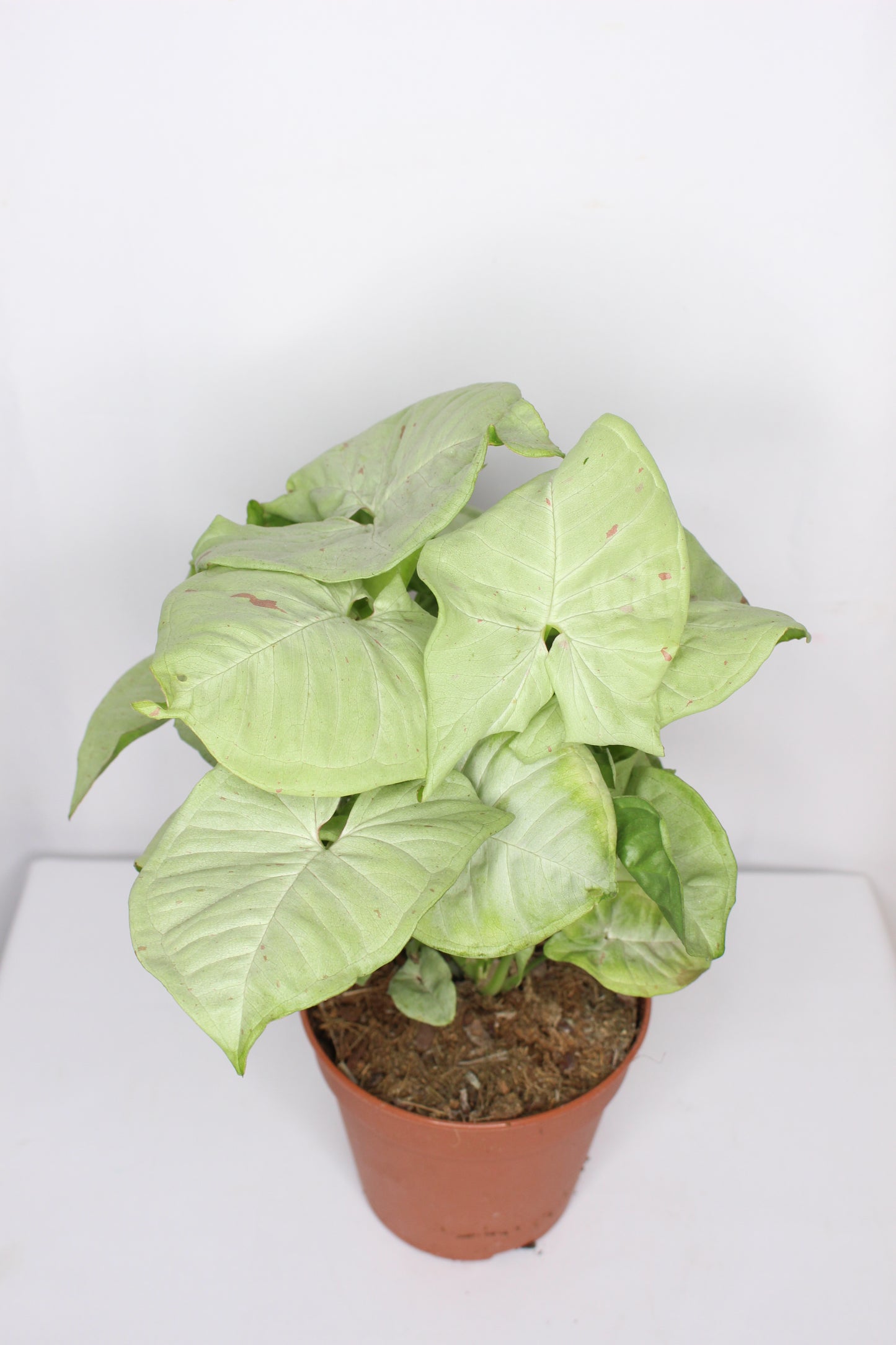 Syngonium Milk Confetti