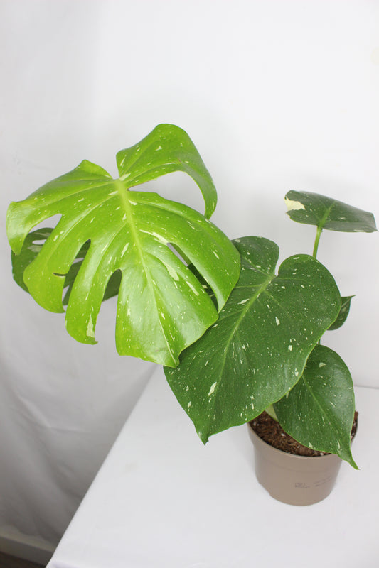 Monstera Thai Constellation