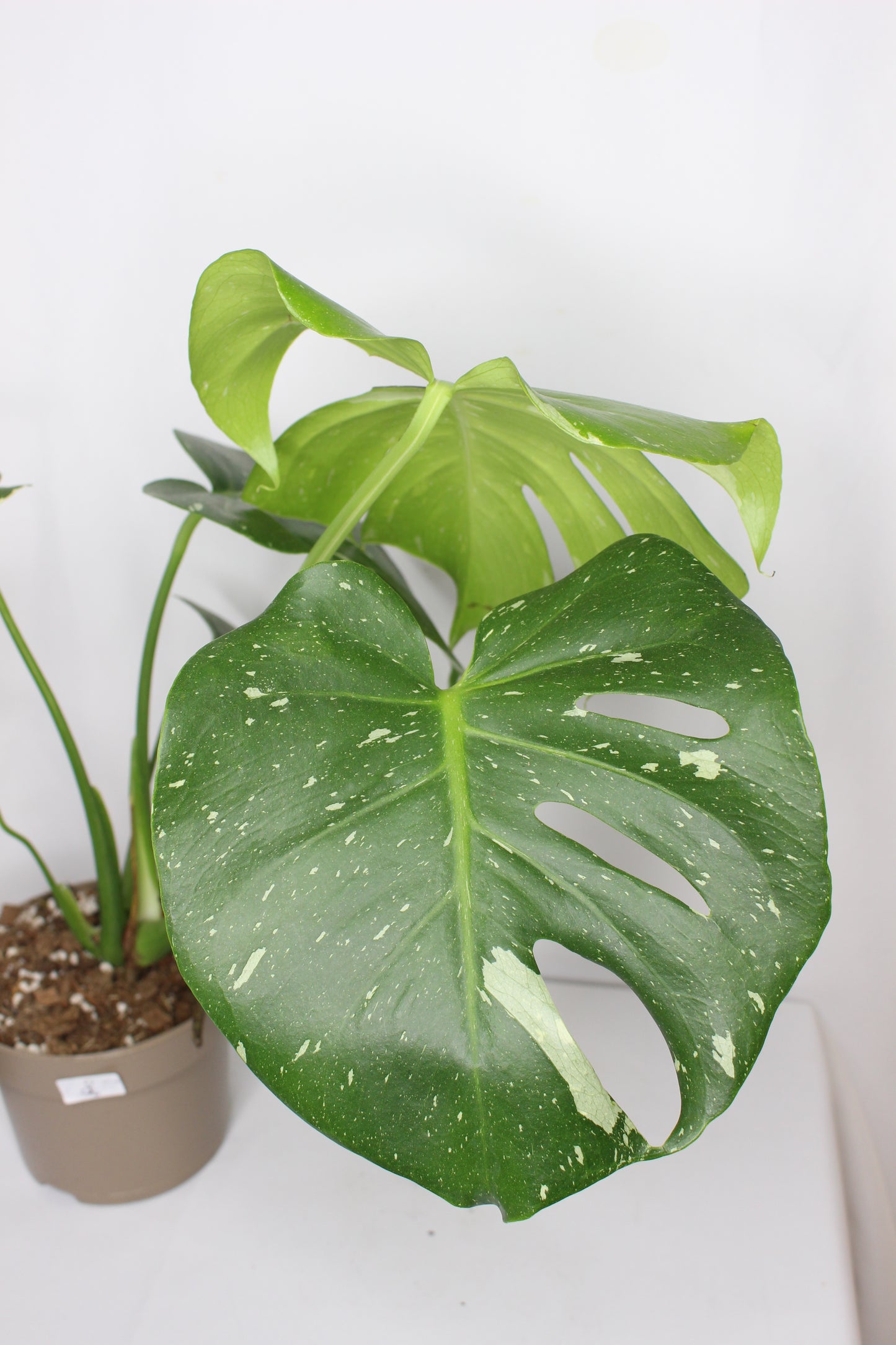 Monstera Thai Constellation