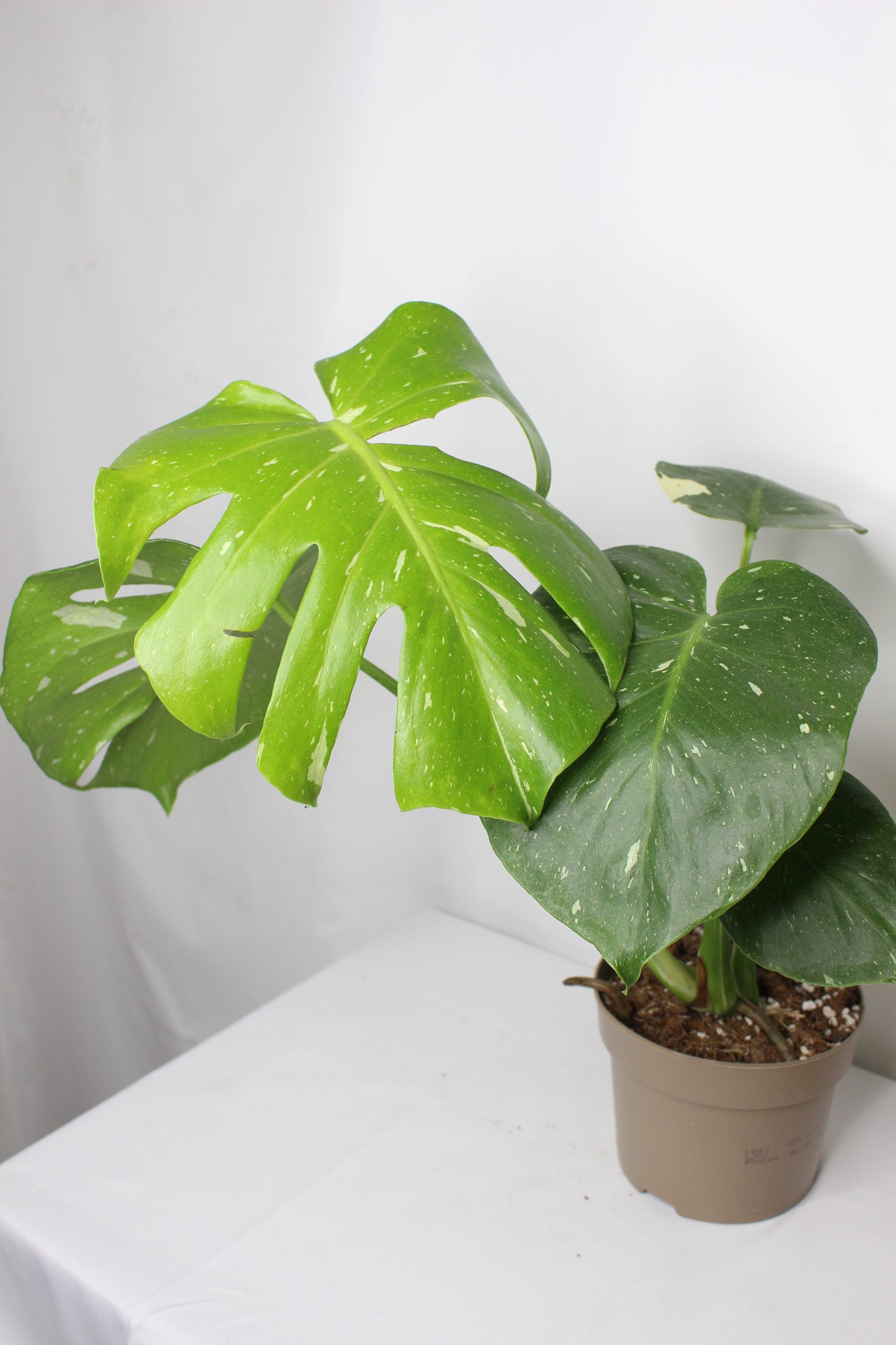 Monstera Thai Constellation