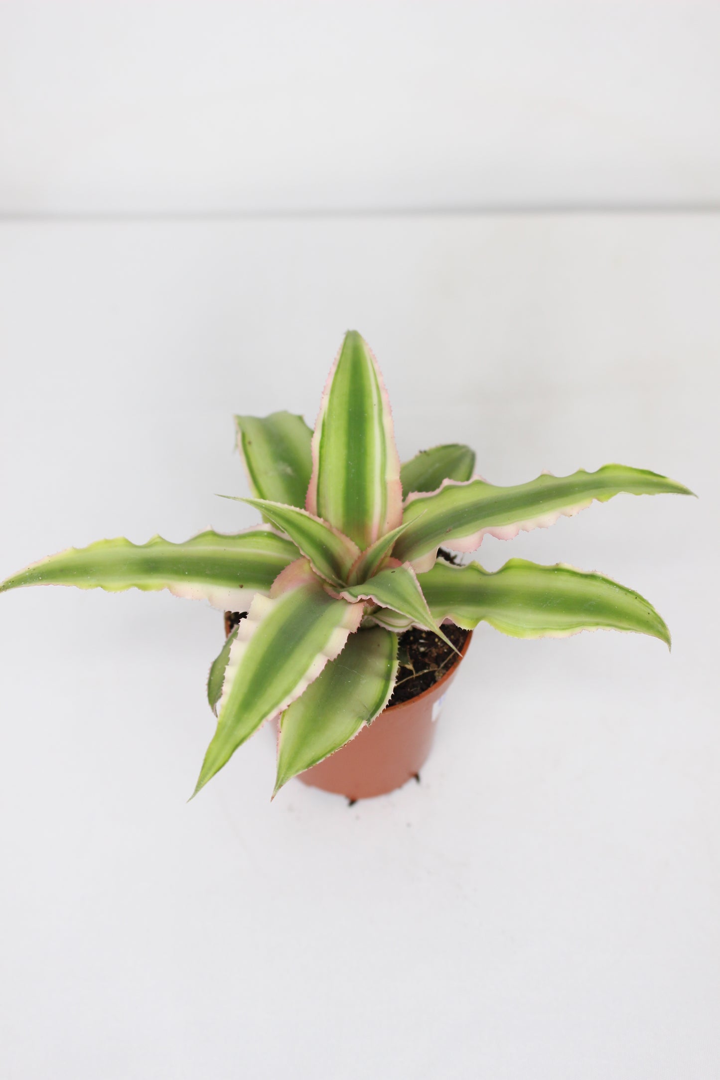 Cryptanthus Pink