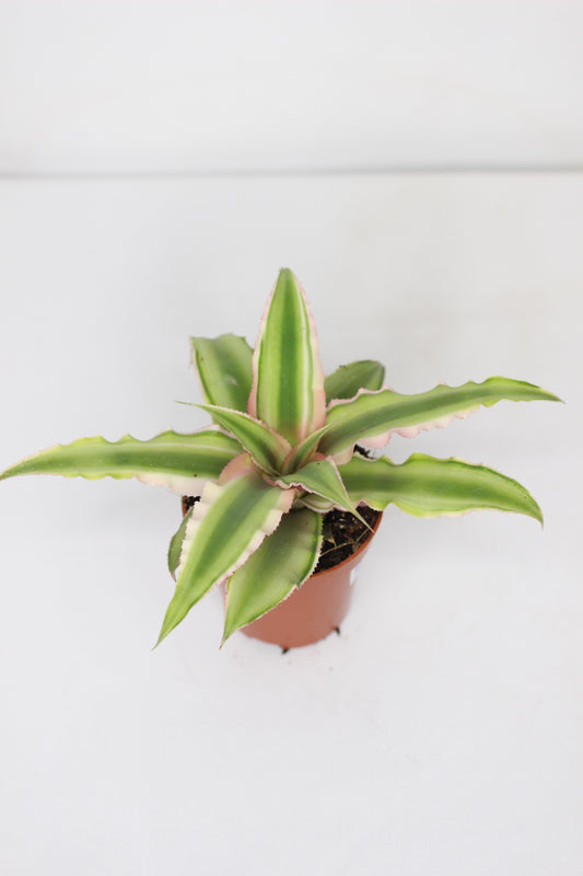Cryptanthus Pink