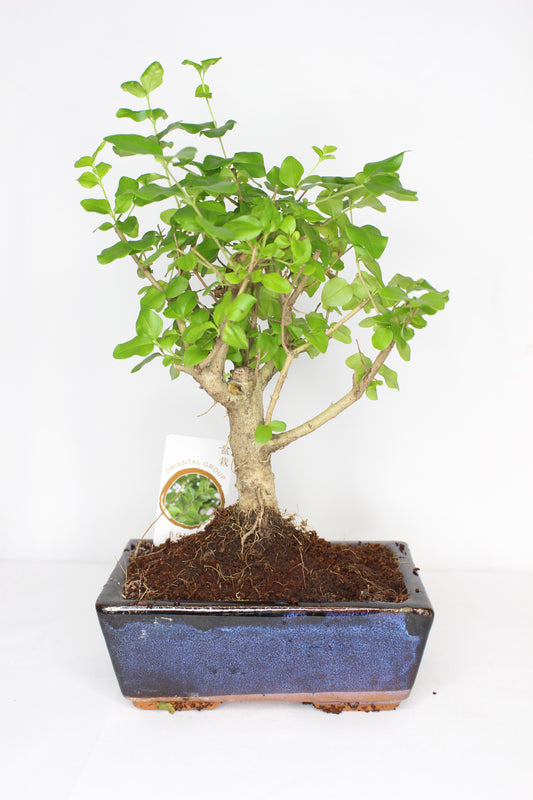 Bonsái Ligustrum