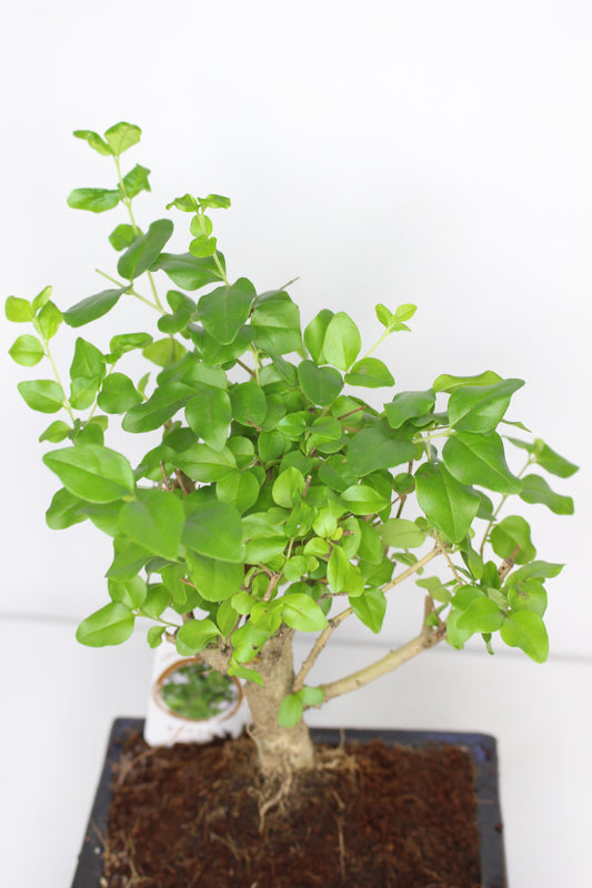 Bonsái Ligustrum