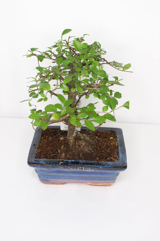 Bonsái Zelkova