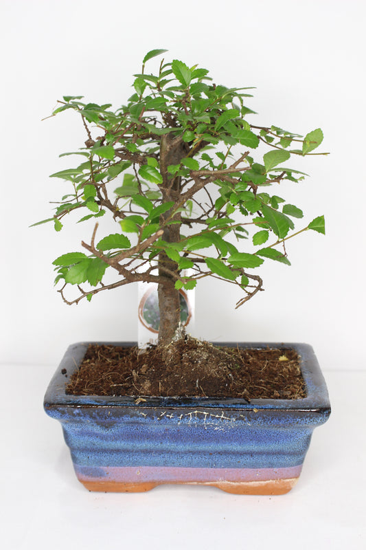 Bonsái Zelkova