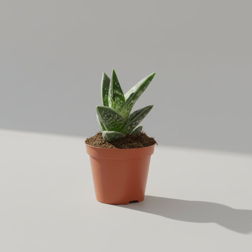 aloe-variegata