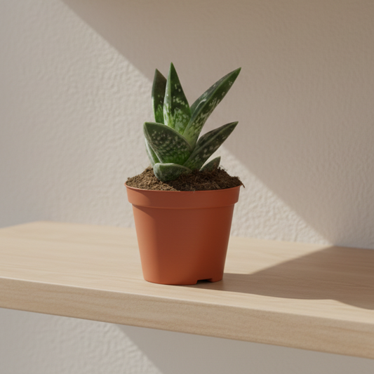 planta-facil-cuidado