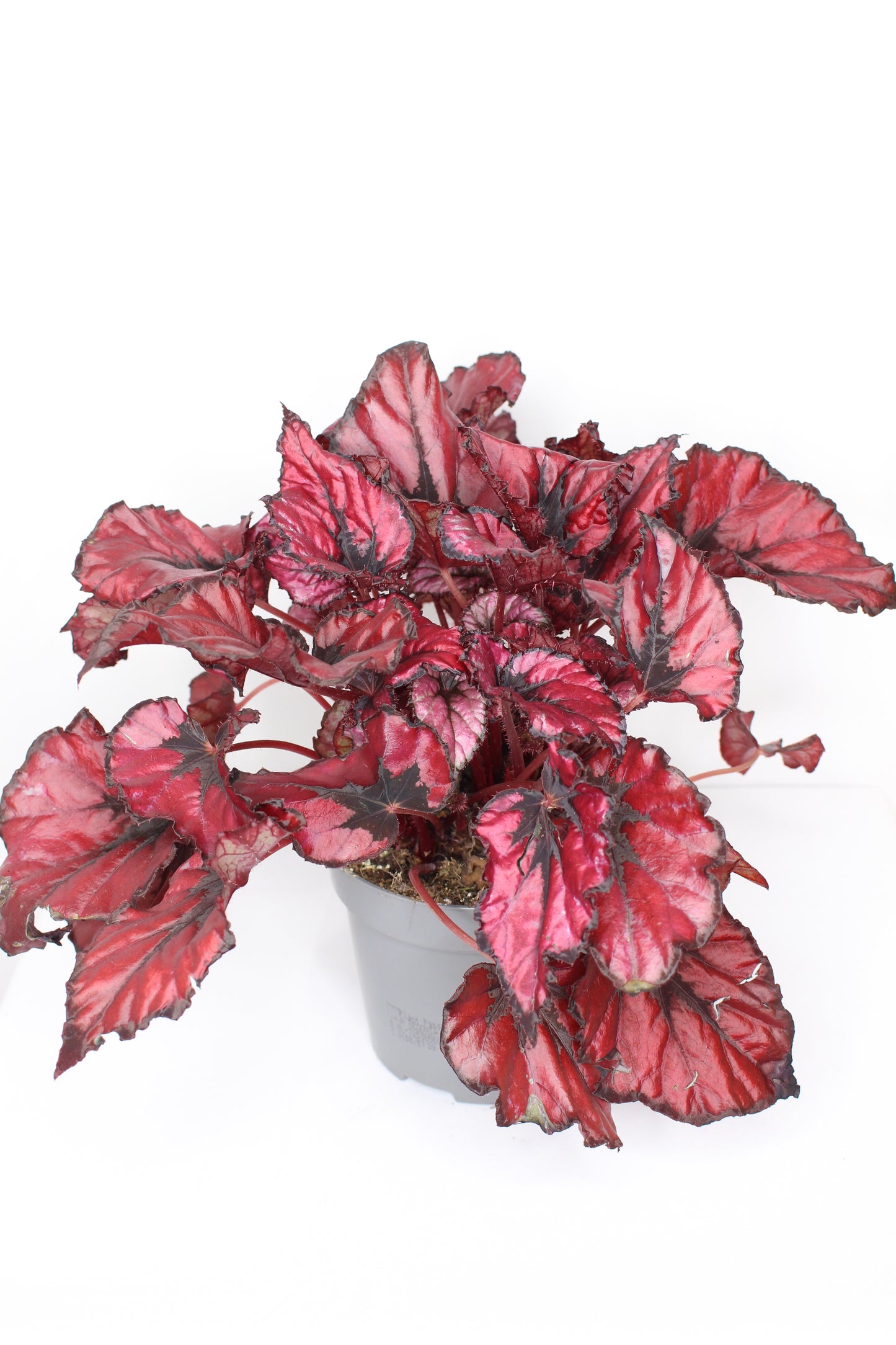 Begonia Rex Kiss