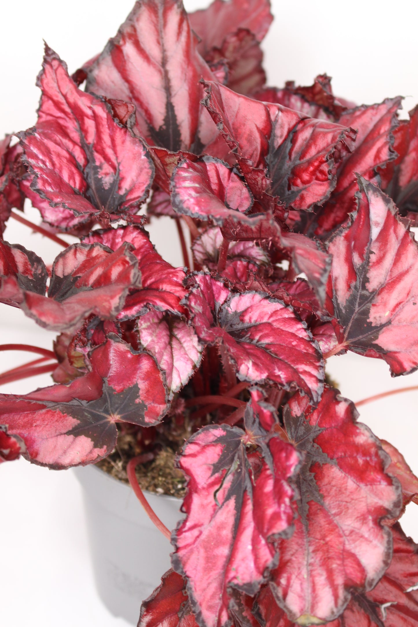 Begonia Rex Kiss