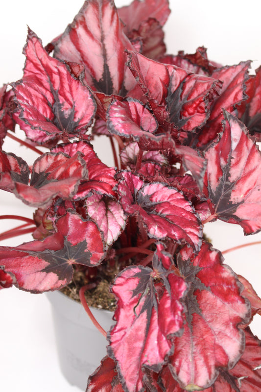 Begonia Rex Kiss