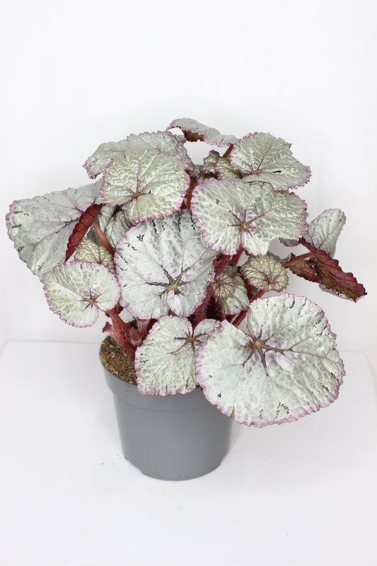 Begonia Rex Silver