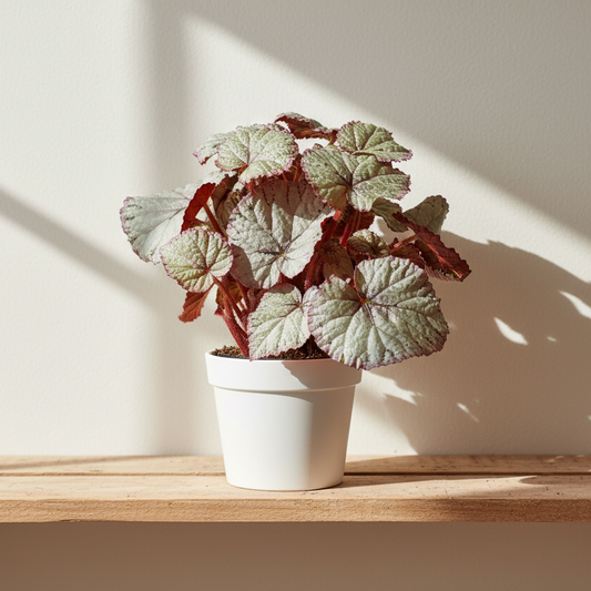 Begonia Rex Silver