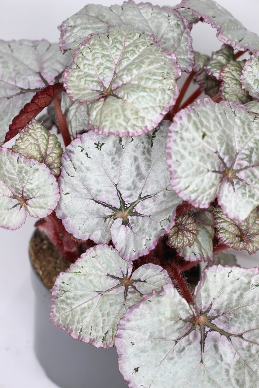 Begonia Rex Silver