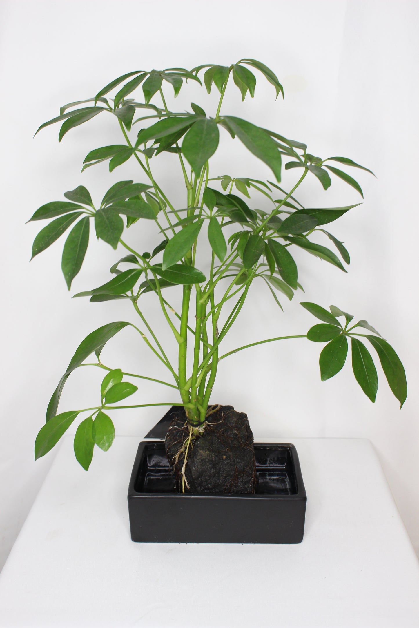 Lova Schefflera