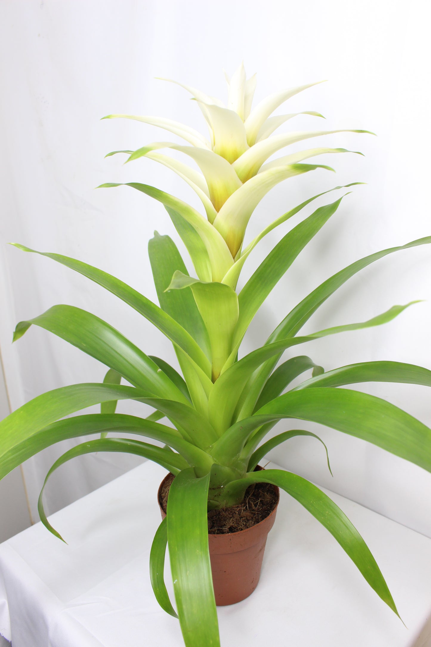 Bromelia Guzmania Blanca