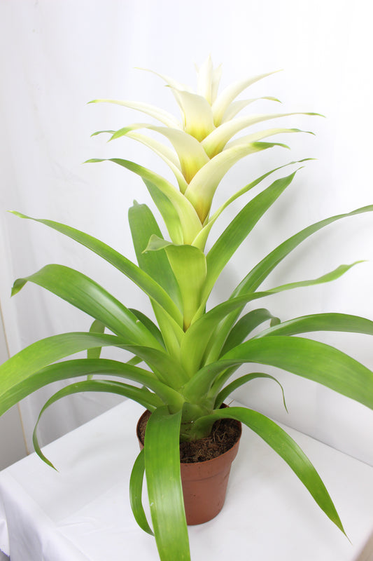 Bromelia Guzmania Blanca