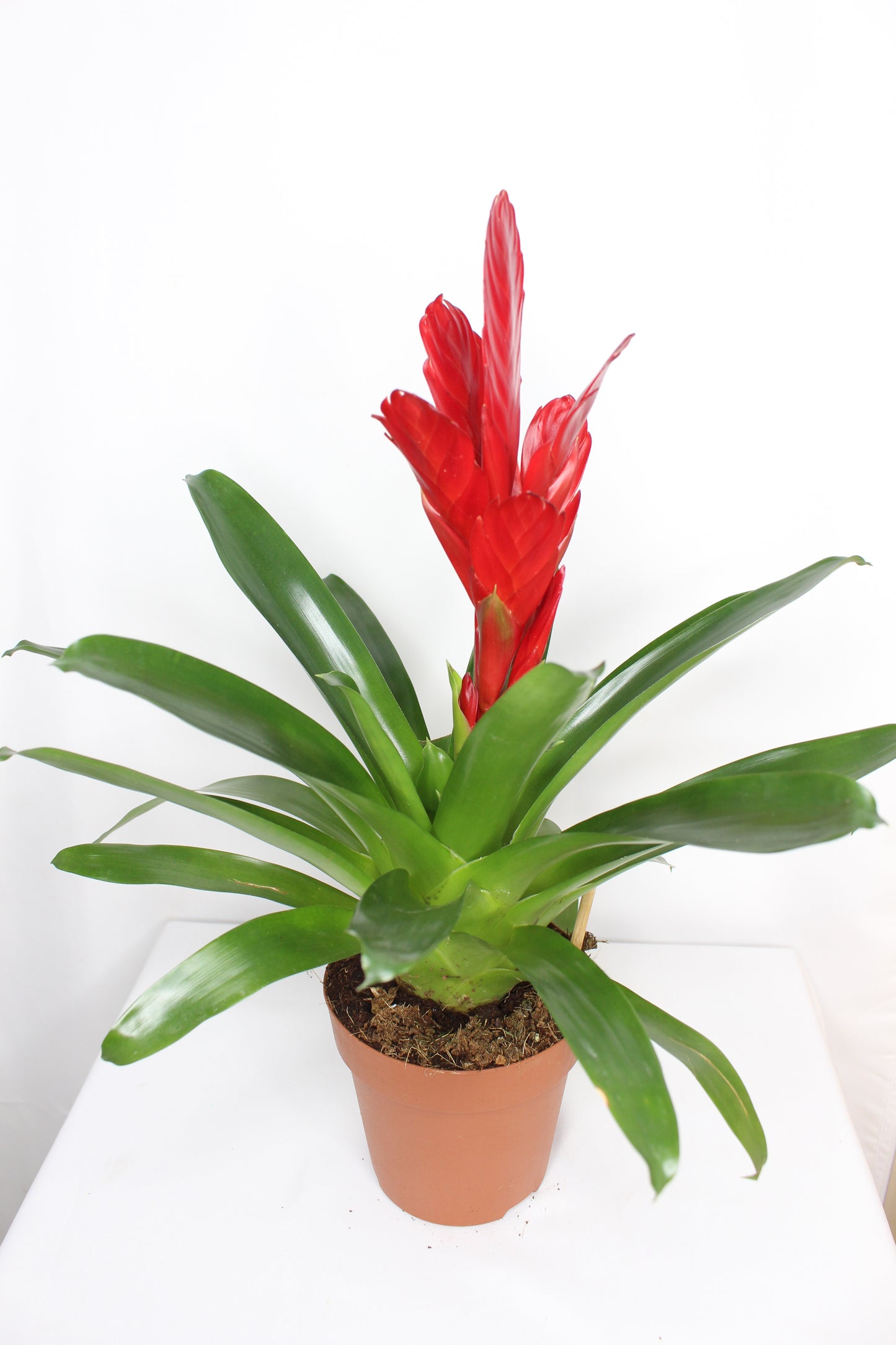 Bromelia Vriesea Roja