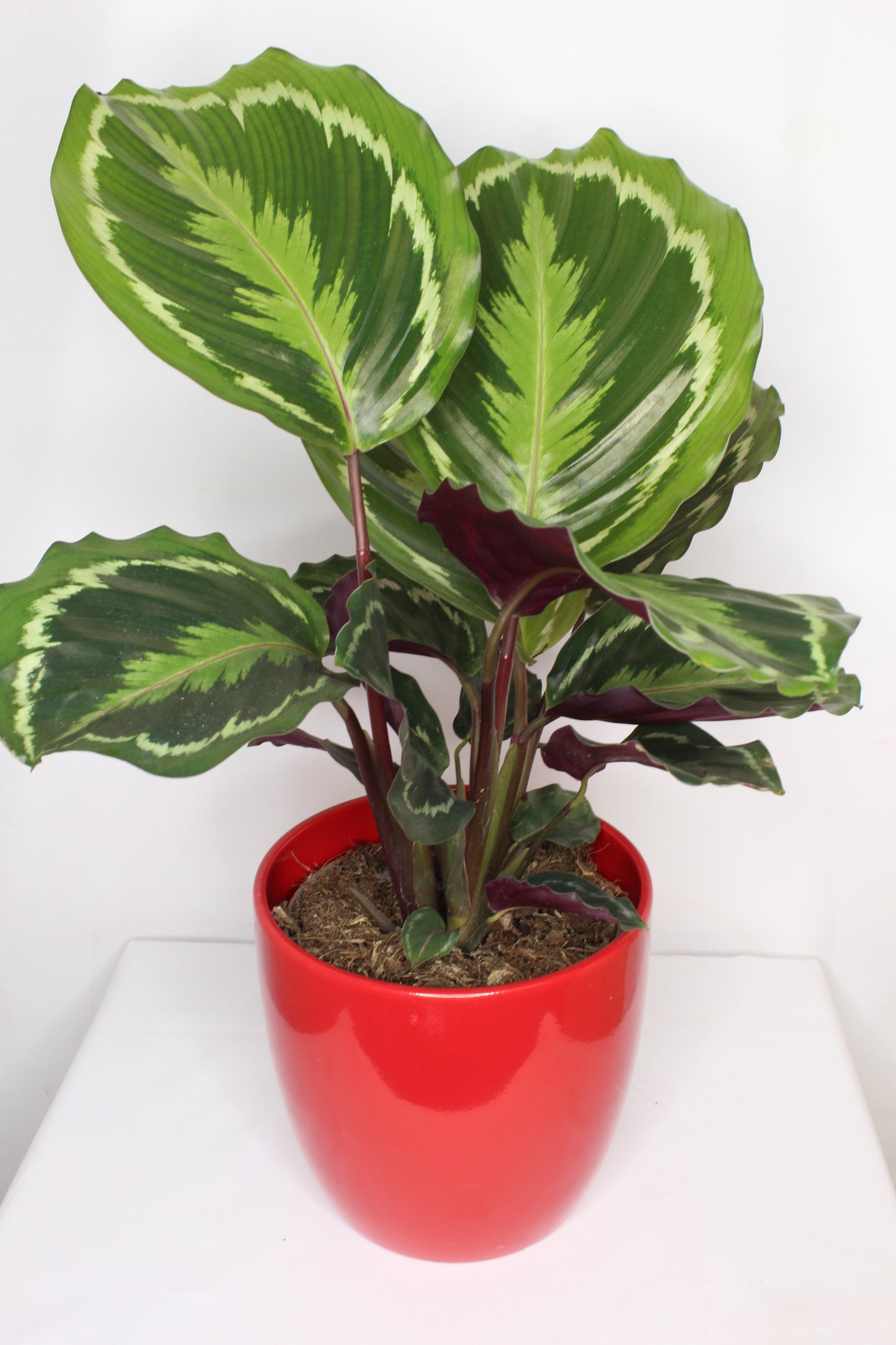 Macetero Rojo Especial 14 cm