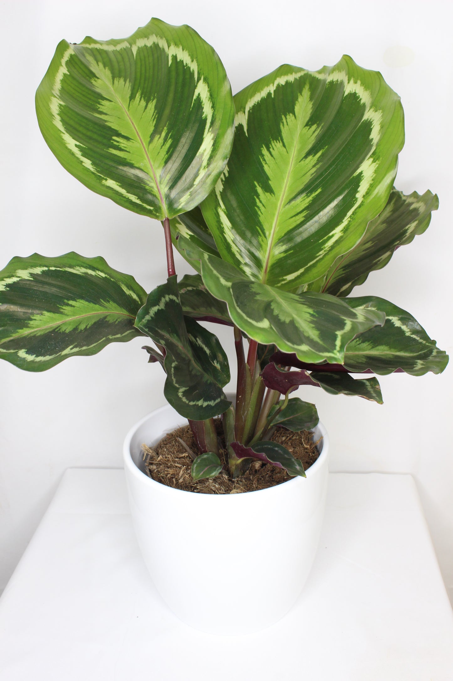 Mactero Blanco especial 14 cm