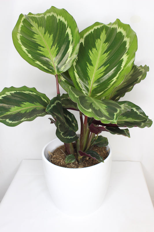 Mactero Blanco especial 14 cm