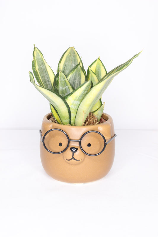 Macetero Mini Perrito Gafas Marrón