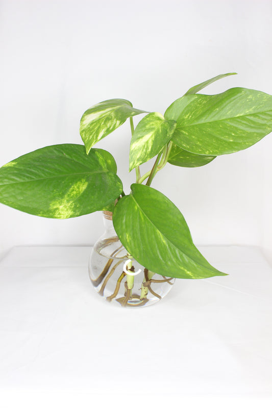 Pothos Hidroponía