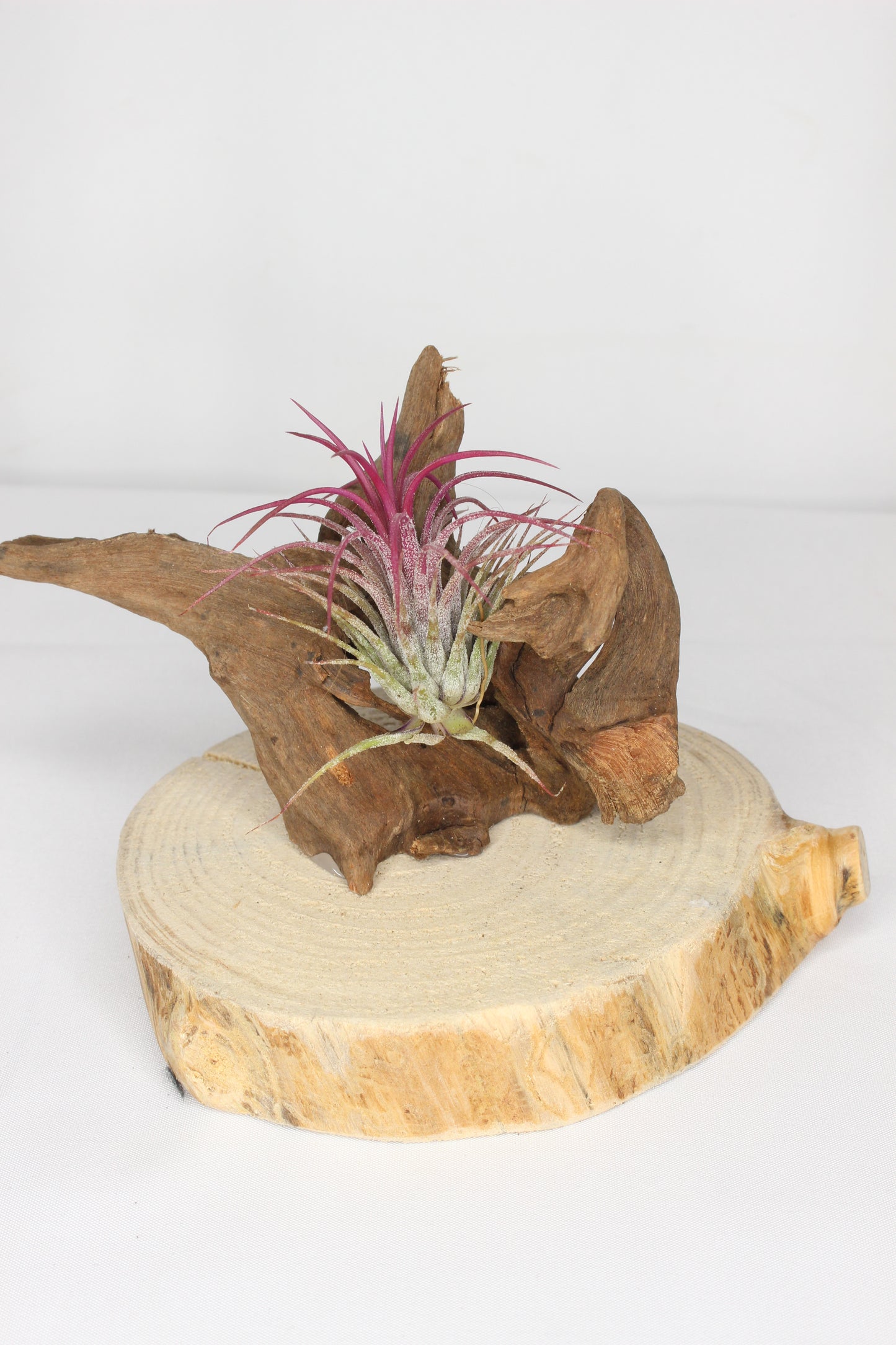 Composición Tillandsia (planta de aire)