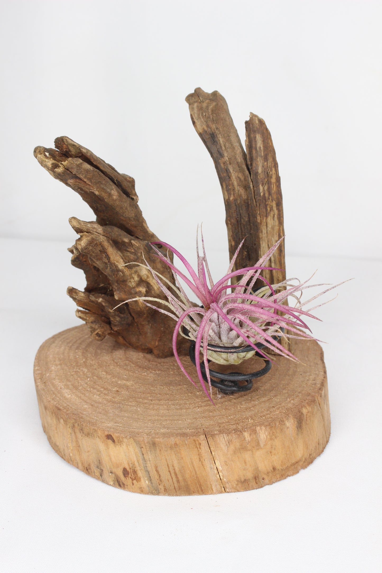 Composición Tillandsia (planta de aire)