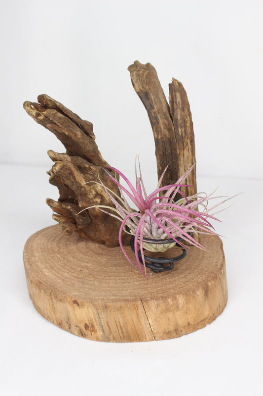 Composizione Tillandsia (pianta d'aria)