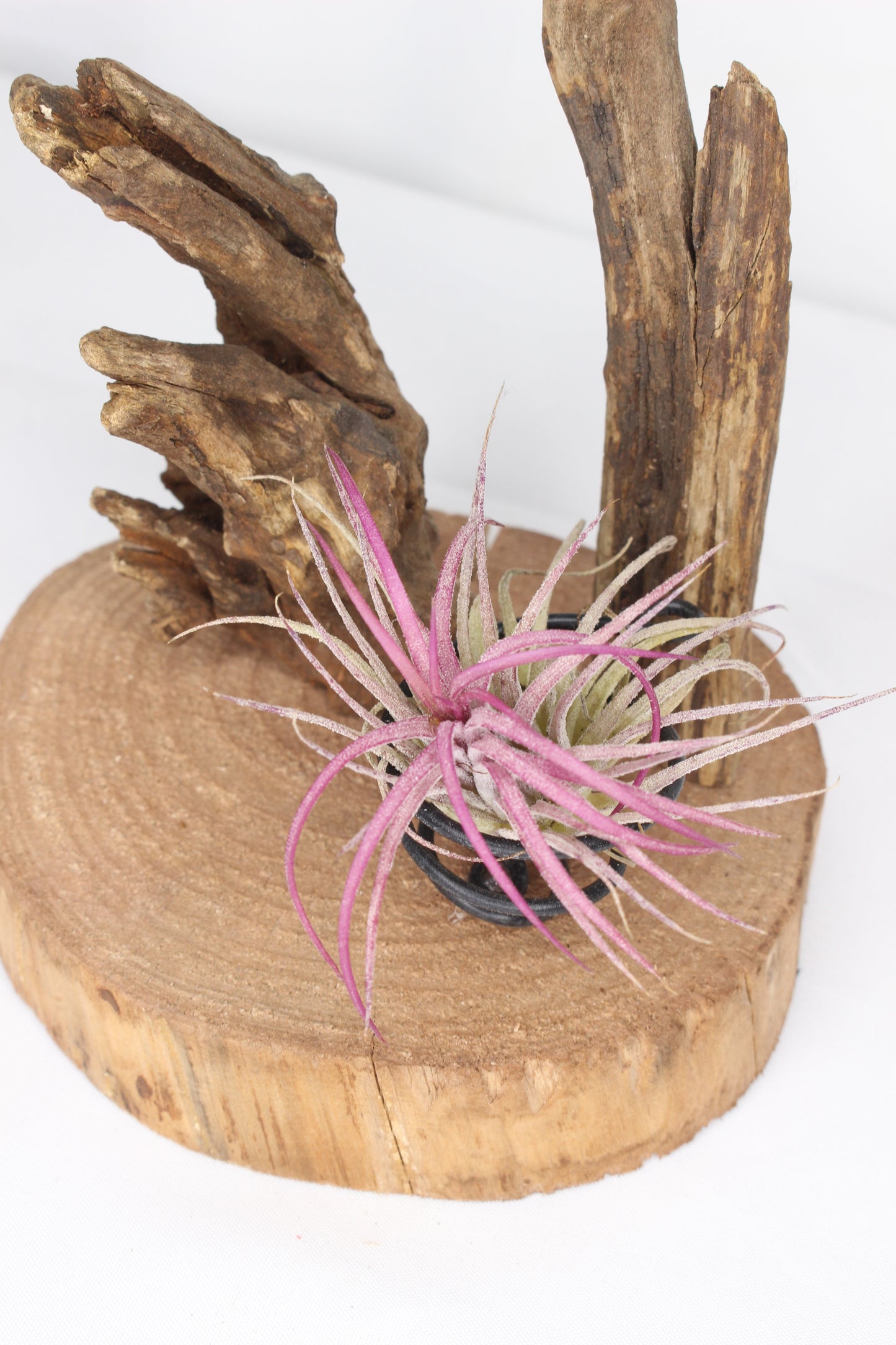 Composición Tillandsia (planta de aire)