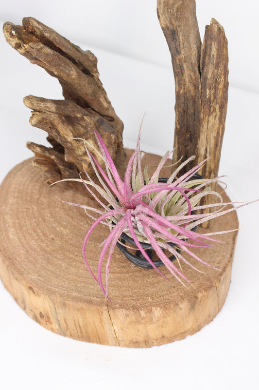 Composizione Tillandsia (pianta d'aria)