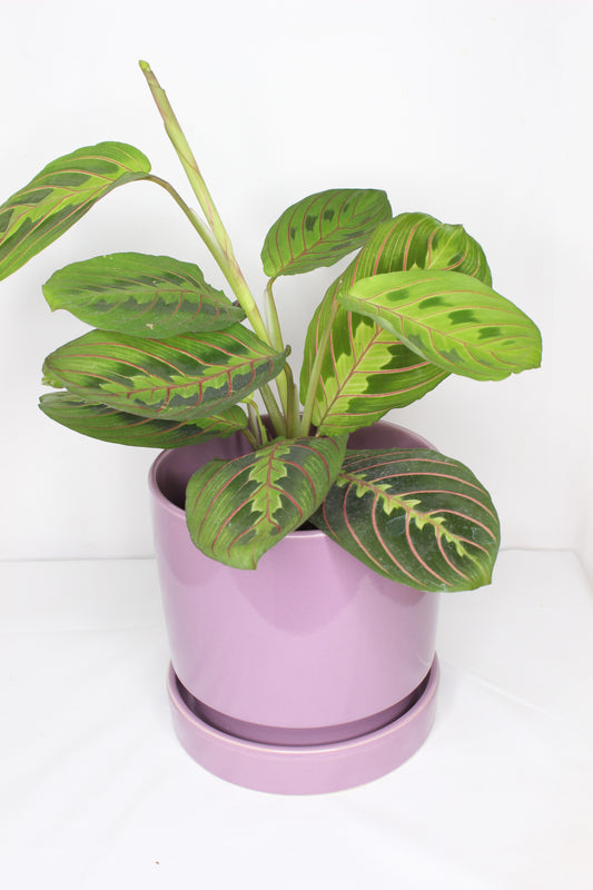 Maceta Lavanda + Plato Cerámica