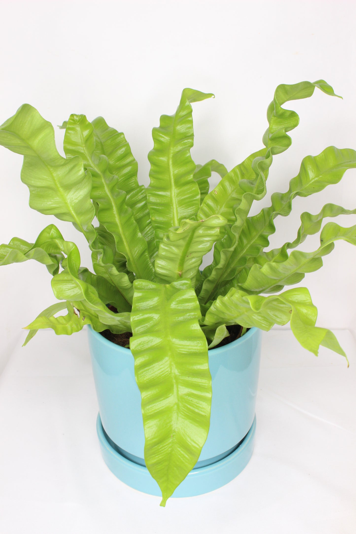 Maceta Azul Celeste + Plato Cerámica