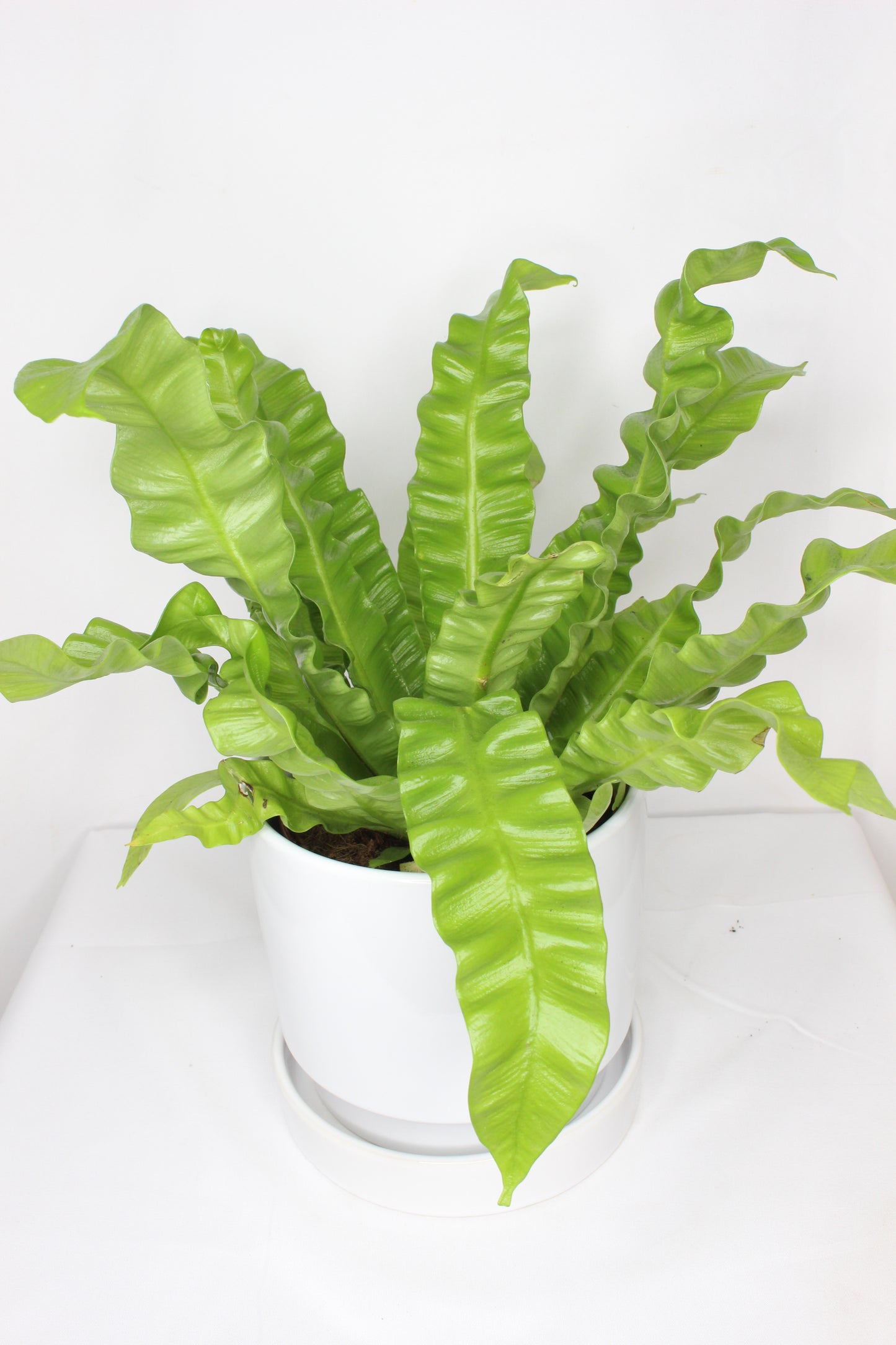 Maceta Blanca + Plato Cerámica