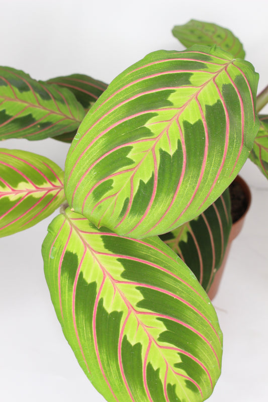 Maranta Leuconeura Fascinator