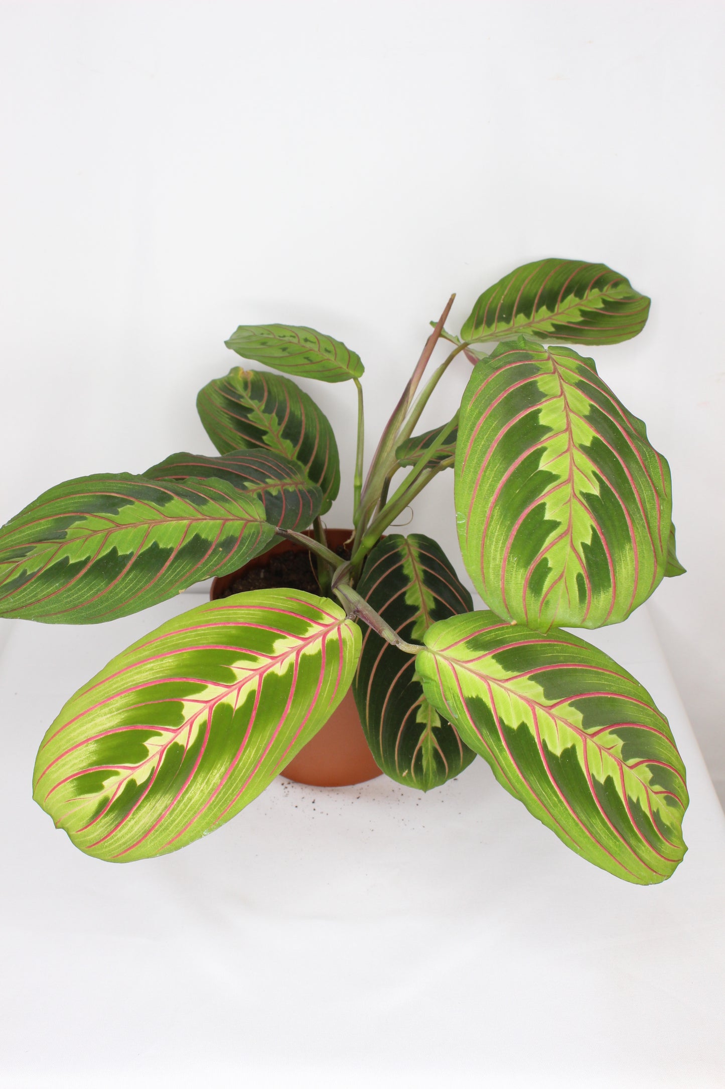 maranta-leuconeura-fascinator-planta-interior