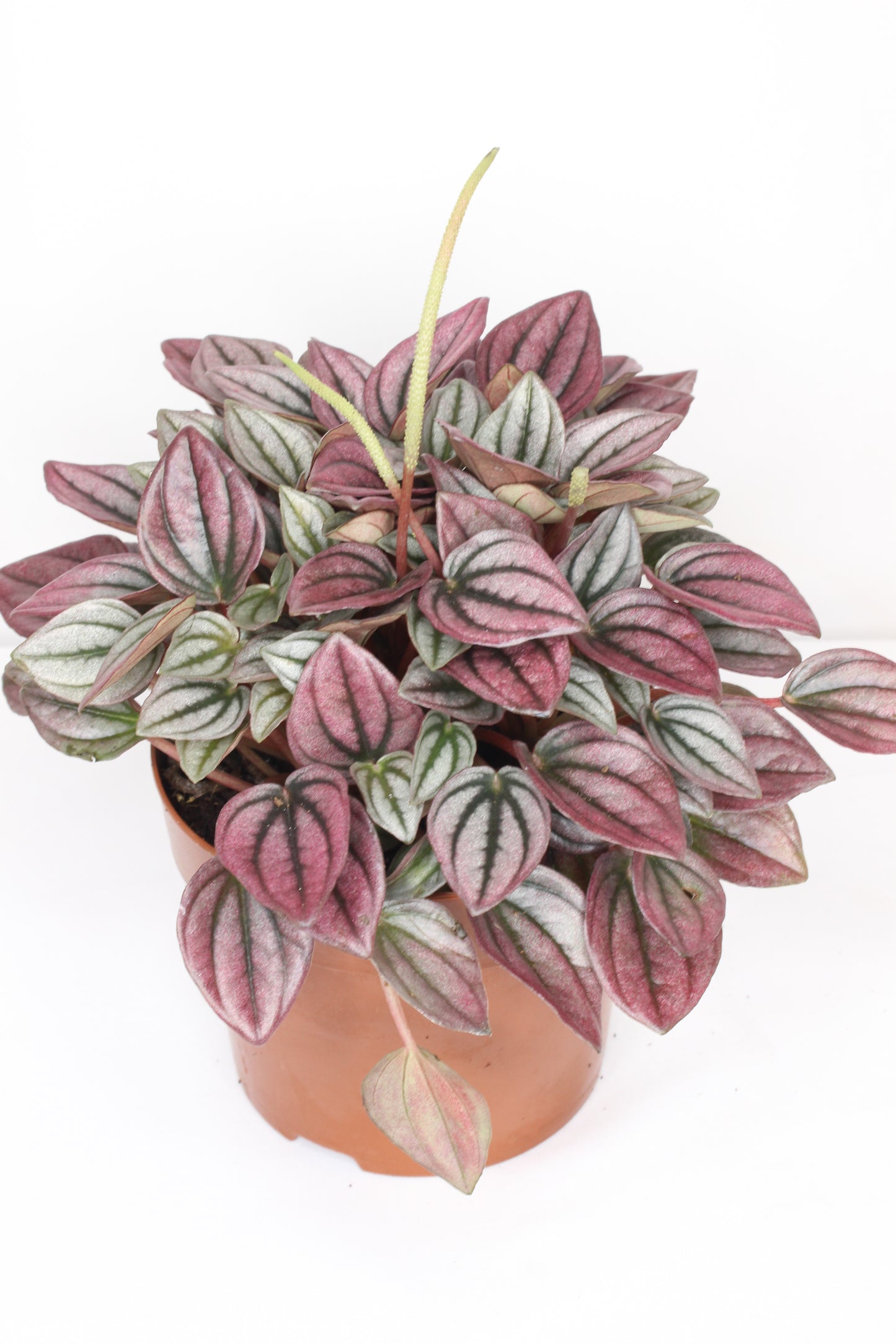 Peperomia Cayenne Rosa