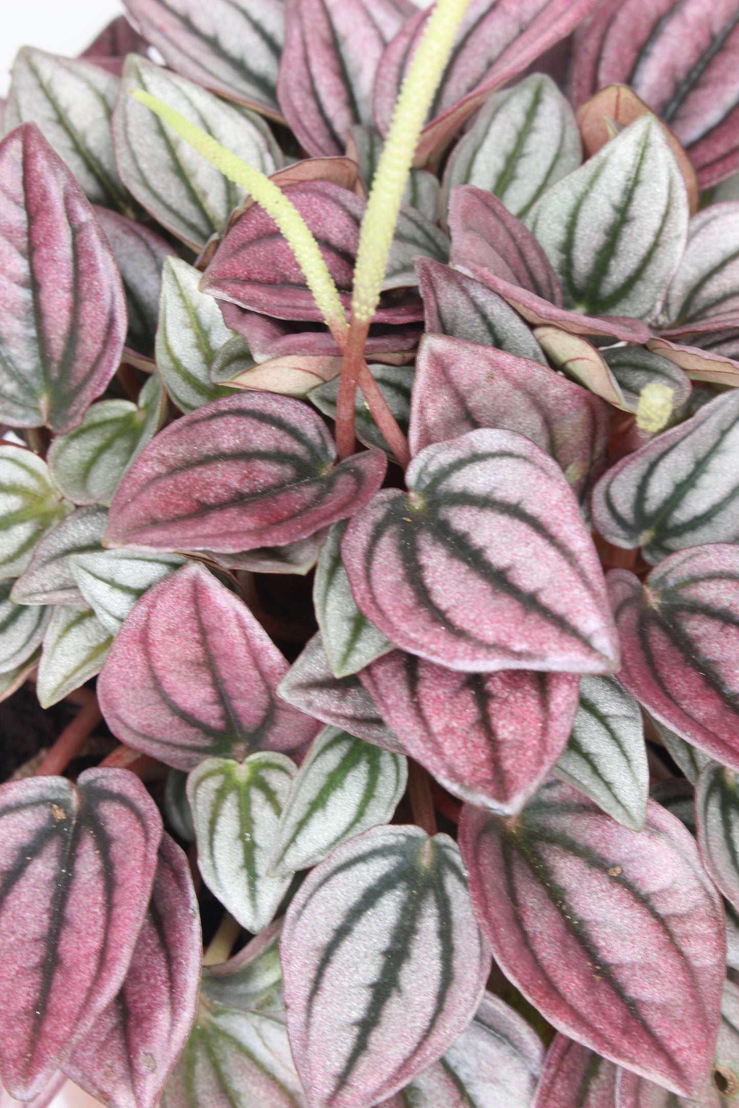 Peperomia Cayenne Rosa