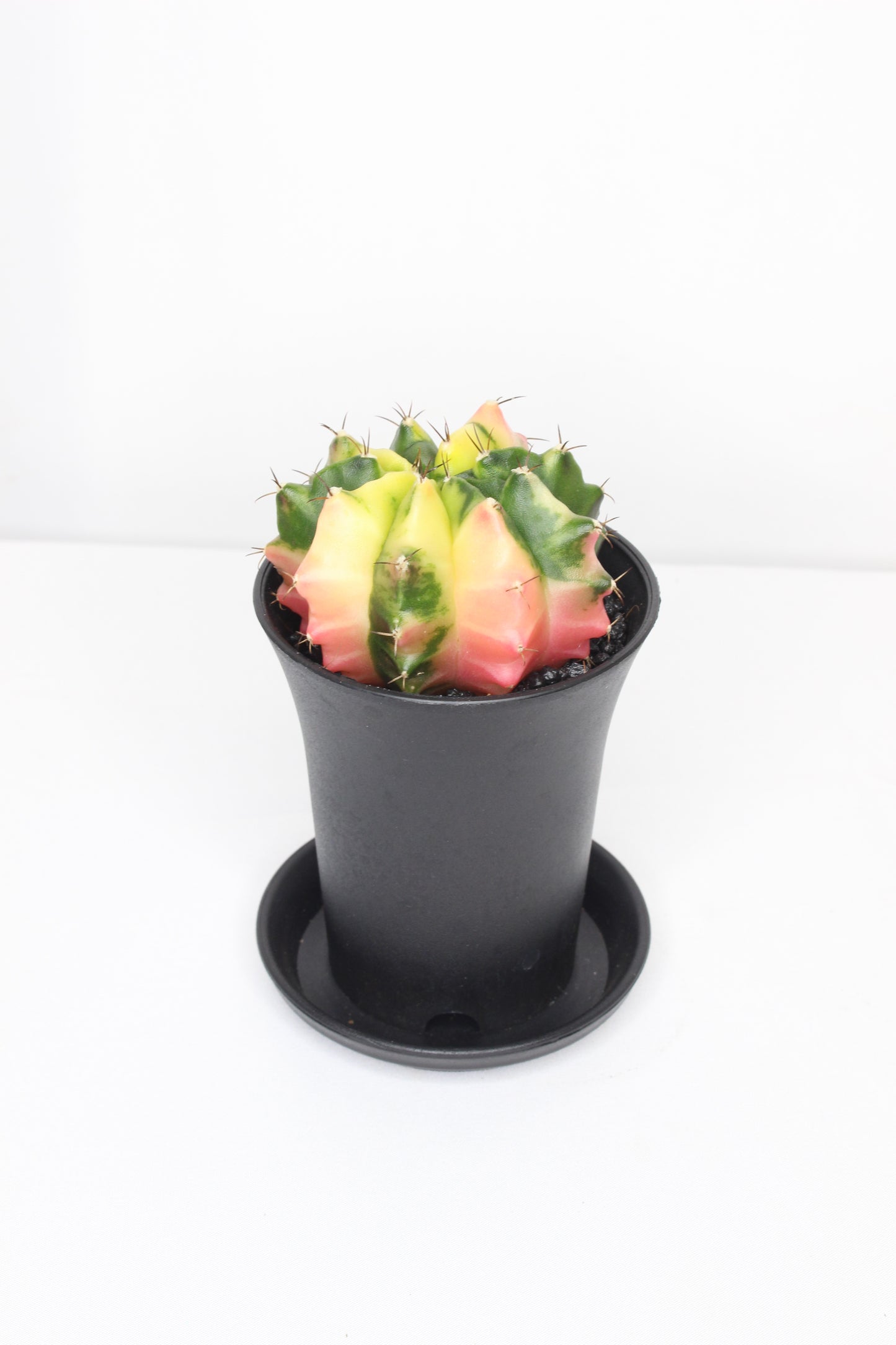 Gymnocalycium Japan Variegado