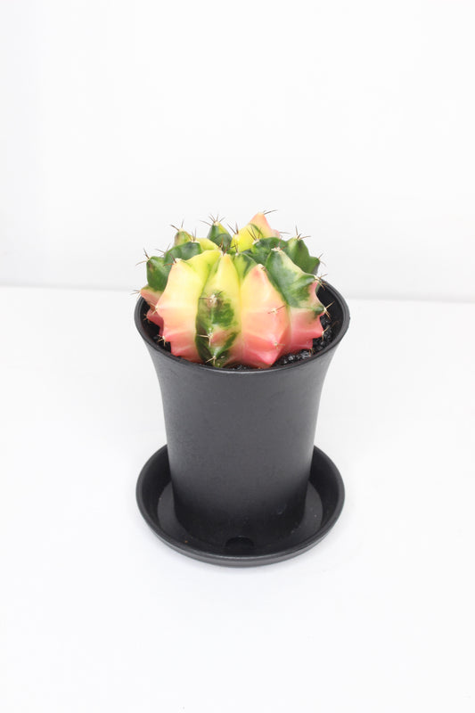 Gymnocalycium Japan Variegado