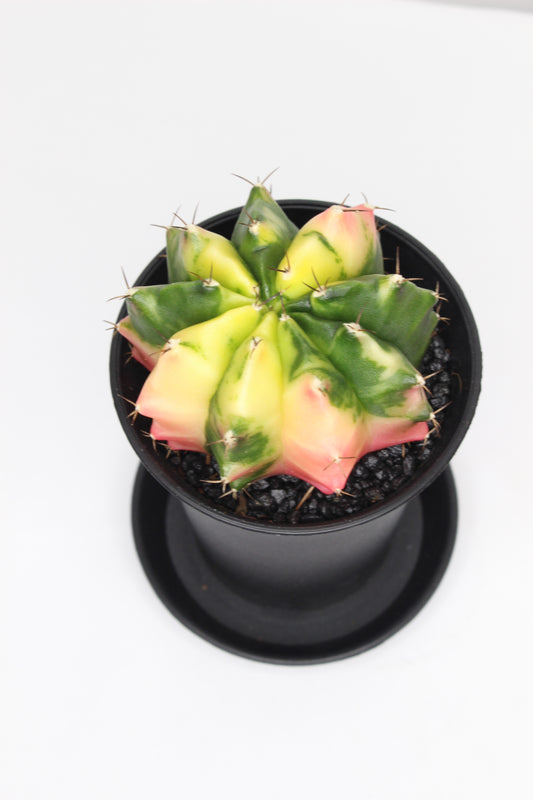 Gymnocalycium Japan Variegado