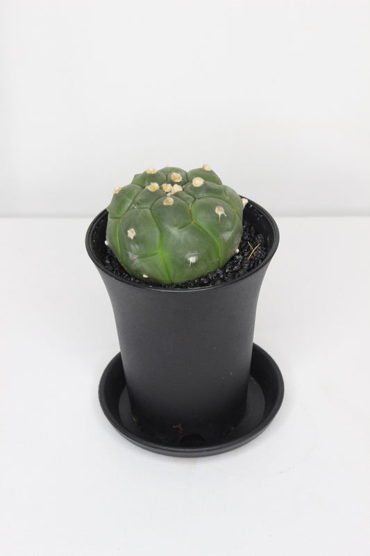 Astrophytum Asterias Kikko