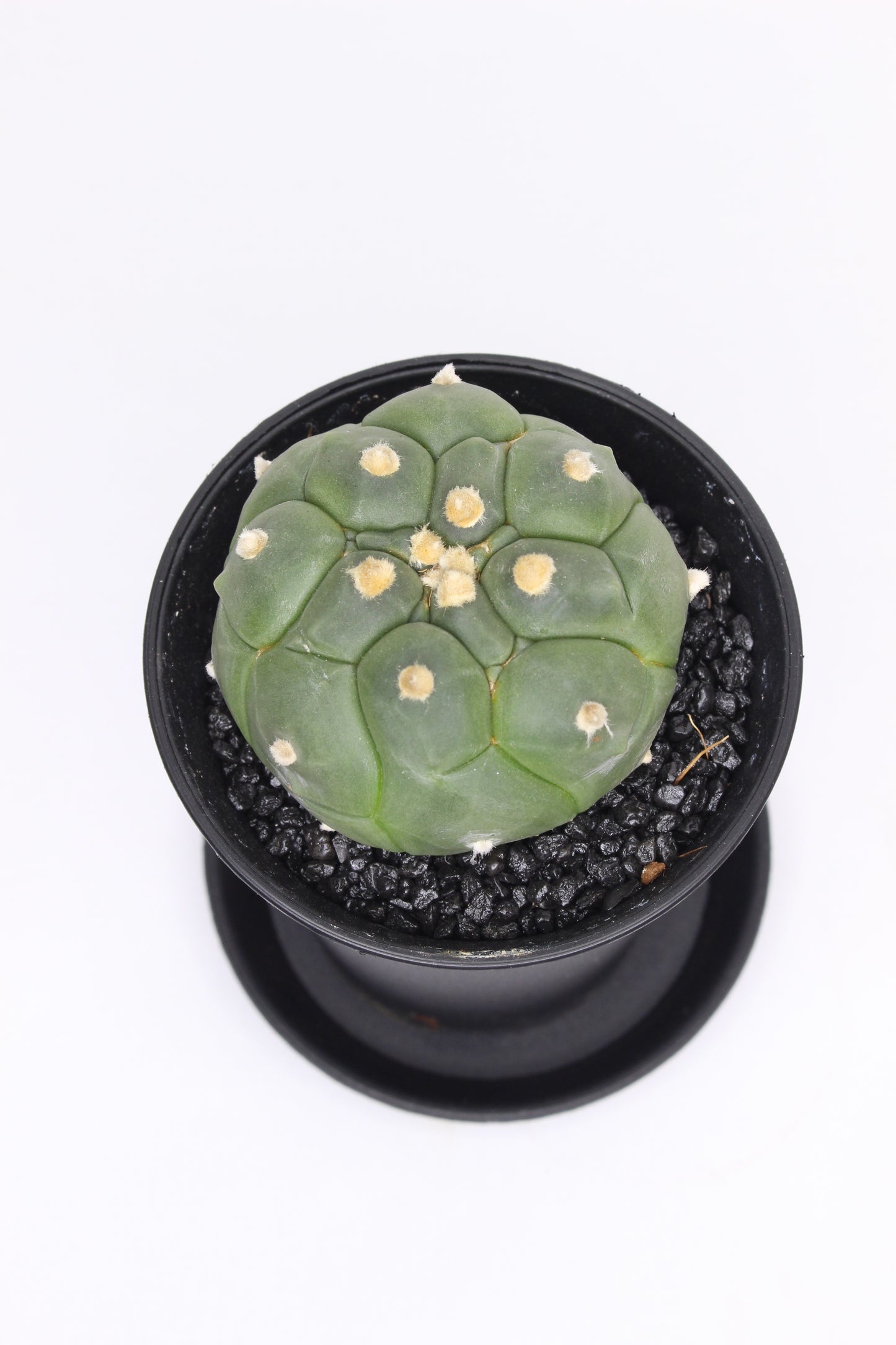 Astrophytum Asterias Kikko