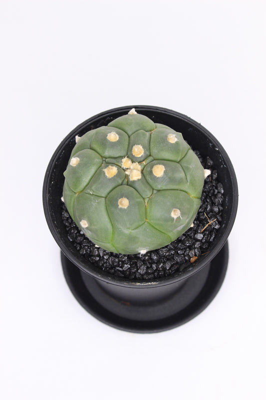 Astrophytum Asterias Kikko