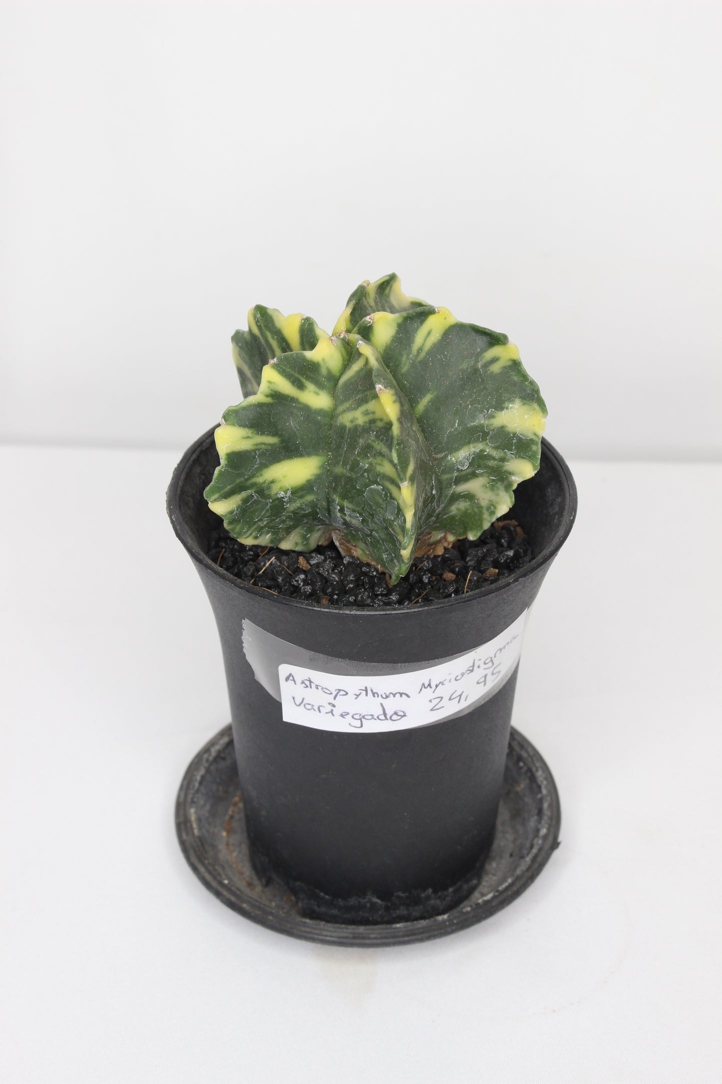 Astrophytum Myriostigma Variegado