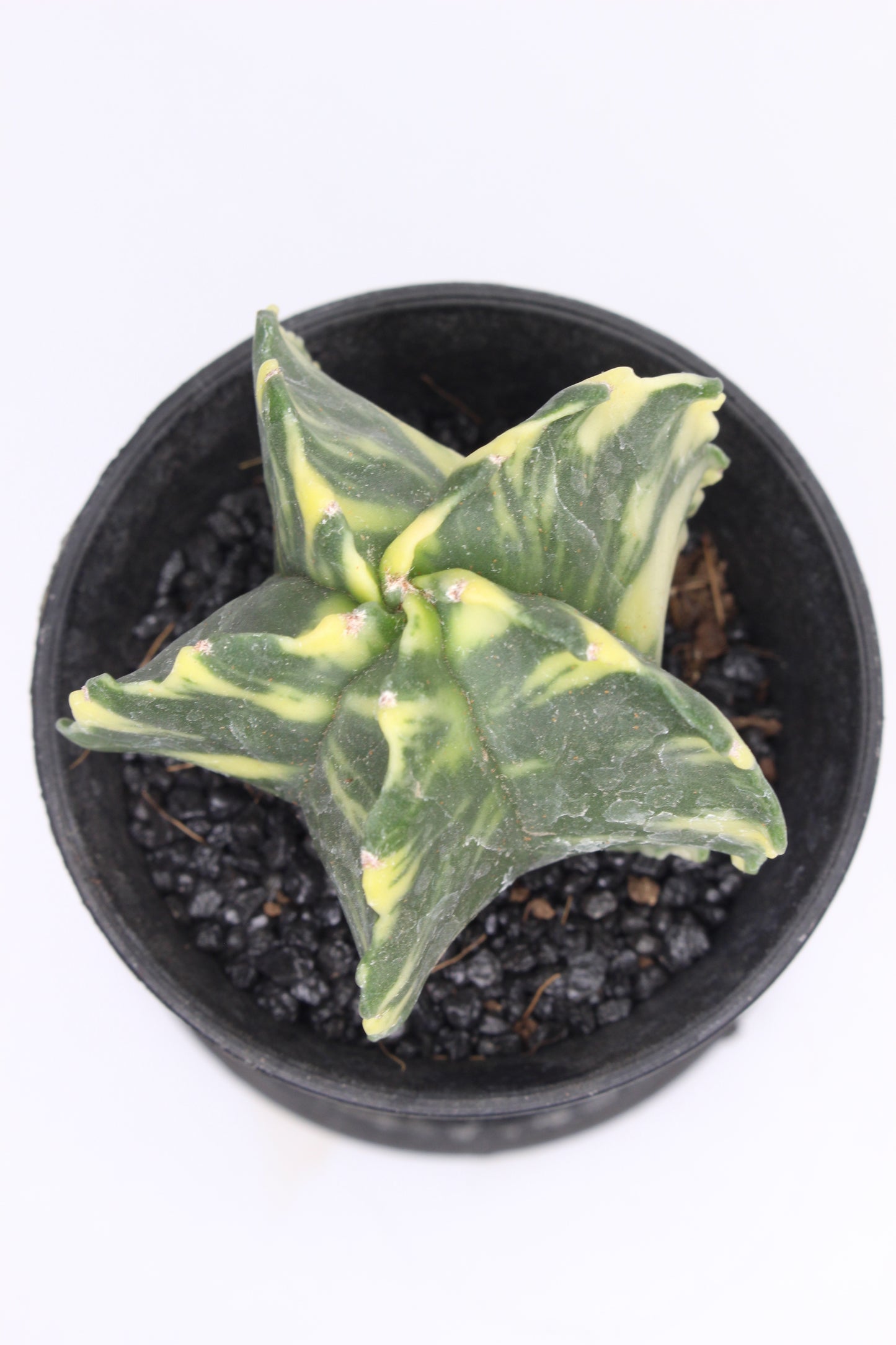 Astrophytum Myriostigma Variegado